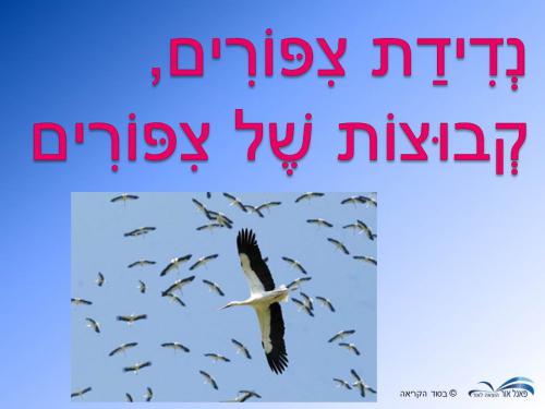 משחקים-לטקס-נדידת-ציפורים